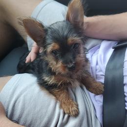 Yorkshire Terrier Puppies from Island lake Yorkies