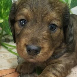 Boy 3 - Dapple male Dachshund puppy in La Monte, Missouri from Wulff's East LA Puppies