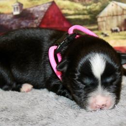 Peach - Black tri female Miniature Australian Shepherd puppy in Ronan, Montana from Dirt Road Aussie’s of Montana