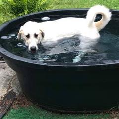 Anatolian Pyrenees from Hickory Hollow Goats