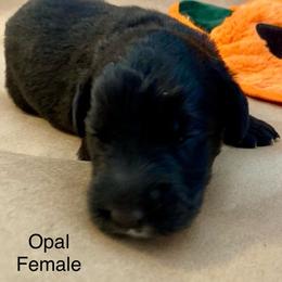 Goldendoodle Puppies from Dhalia’s Doodles