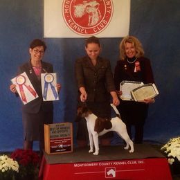 Smooth Fox Terriers from Jetstream Show Dogs