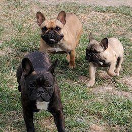 French Bulldogs from Tre Max French Bulkdogs
