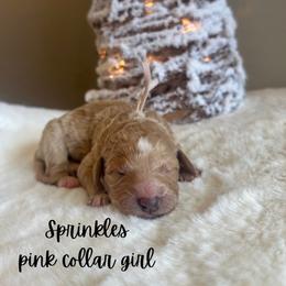 Sprinkles - Apricot female Goldendoodle puppy in Taylorsville, North Carolina from Doggone Dixie Doodles