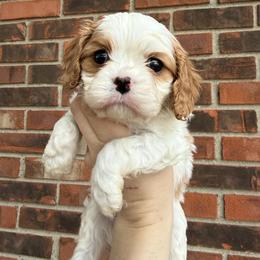 Chase - Blenheim male Cavapoo puppy in Brandenburg, Kentucky from Bluegrass River Newfoundlands