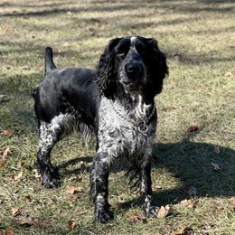 Atticus  - English Springer Spaniel