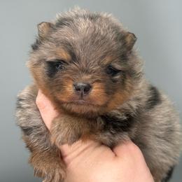 Gravy - Blue merle male Pomeranian puppy in Newark, Ohio from Keeperofstars Pomeranians