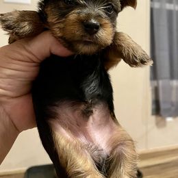 Yorkshire Terrier Puppies from Neverland Yorkies