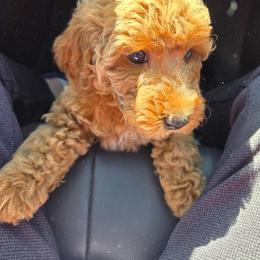 Poodle puppies from Imperial Poodles LLC