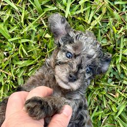 Sprinkles - Blue female Poodle puppy in Corinth, Mississippi from SnickerDoodlePups