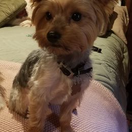 Biewer Terriers and Yorkshire Terriers from Terry's Terriers