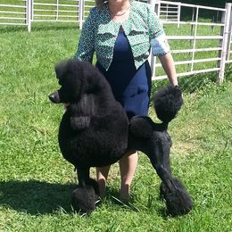 Poodle All Grown Up from Savicah Poodles