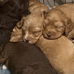 Australian Labradoodle and Double Doodle Puppies from Little Kingdom Doodles