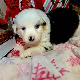 Donner - Blue merle female Australian Shepherd puppy in Blairsville, Georgia from Georgia Peach Aussies