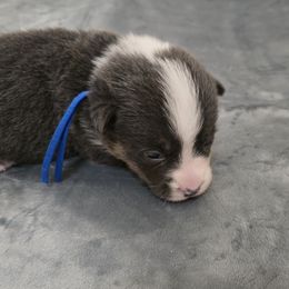 American Corgi Puppies from Morosin's Southern Littles