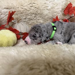 Boy 2 - male Great Dane puppy in Plumstead Township, Pennsylvania from Gresko Danes