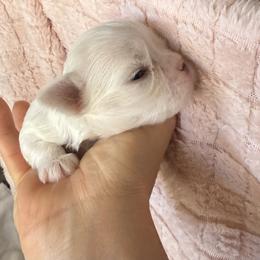 Maltese Puppies from Bijou Babydoll Maltese