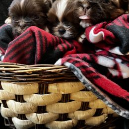 Shih Tzu Puppies from Meihem Pups