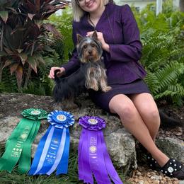 Jiminy - Silver black and tan male Silky Terrier puppy in Trenton, Florida from Pawsibility Silky Terriers