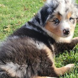 Australian Shepherds from SMartAuss Farm Australian Shepherds