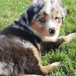 Australian Shepherds from SMartAuss Farm Australian Shepherds