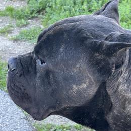DON - Cane Corso