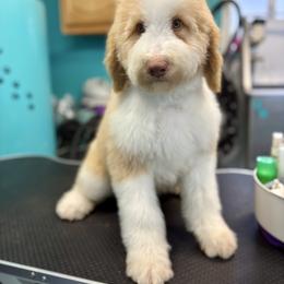 Zuzu RED ABSTRACT (was Zero) - Red male Bernedoodle puppy in Lookout, California from Remington Kennels, LLC