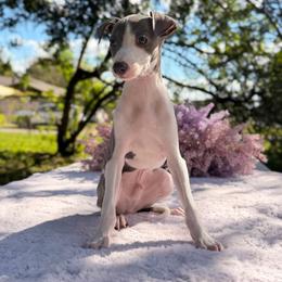 Quincy - White and blue male Italian Greyhound puppy in Lakeland, Florida from Elite Doxies Florida