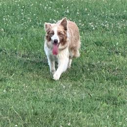 Story - Border Collie