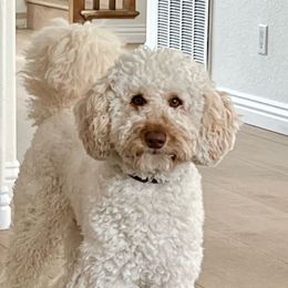Ace - Poodle