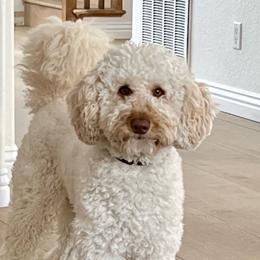 Ace - Poodle