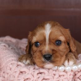 AKC Mya - Ruby female Cavalier King Charles Spaniel puppy in Albany, Indiana from Hatz Off Puppies