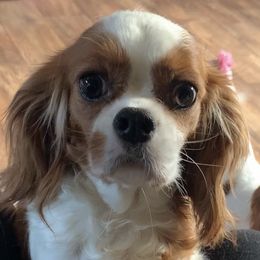Maven - Cavalier King Charles Spaniel