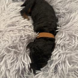Mr. Brown - Black and tan male Airedale Terrier puppy in Huntersville, North Carolina from Cool Hand Luke Kennels