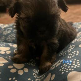 Boy 1 - Brindle male Shih Tzu puppy in Norris City, Illinois from Dainty and Darling Shih Tzu