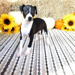 Bianca Male 3 - Black male Italian Greyhound puppy in Caryville Fl And Sparta Tn, Tennessee from Summerwind Kennel