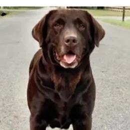 Holly - Labrador Retriever