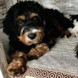 Bernedoodle All Grown Up from Diamond L Doodles