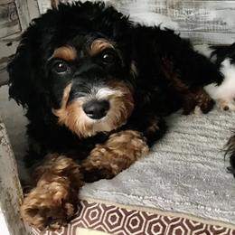 Bernedoodle All Grown Up from Diamond L Doodles