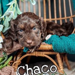 Chaco - Tri-color male Australian Labradoodle puppy in Decatur, Alabama from Southern Meadows Doodles