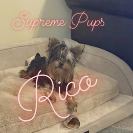 Rico - Yorkshire Terrier