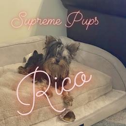 Rico - Yorkshire Terrier
