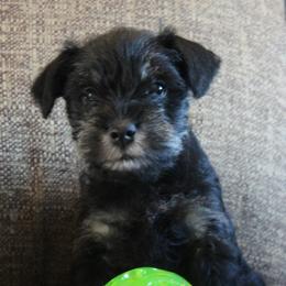 River AKC - Black and silver male Miniature Schnauzer puppy in Richardton, North Dakota from Crooked Tree Ranch