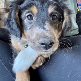 Casanova - Blue merle male Aussiedoodle puppy in Grants Pass, Oregon from Woodwind Miniatures