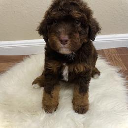 Australian Mountain Doodle, Bernedoodle, and Goldendoodle Puppies from Wynterwood Doodles