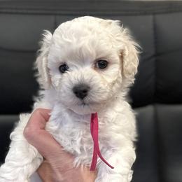 Girl 2 - White female Bichon Frise puppy in Pahrump, Nevada from Calvada's Bichons