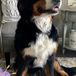 Bernedoodles, Bernese Mountain Dogs, Cavapoos, Goldendoodles, Golden Retrievers, Pembroke Welsh Corgis, and Poodles from Shaggy Mountain Pups LLC