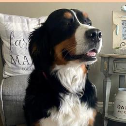 Bernedoodles, Bernese Mountain Dogs, Cavapoos, Goldendoodles, Golden Retrievers, Pembroke Welsh Corgis, and Poodles from Shaggy Mountain Pups LLC