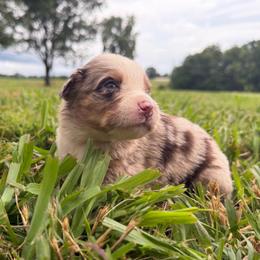 Sweet Girl 1-Red Merle - Red merle female Australian Shepherd puppy in Mayfield, Kentucky from Hamilton Farms