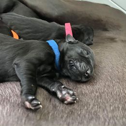 Great Dane Puppies from Amor Mio Great Danes